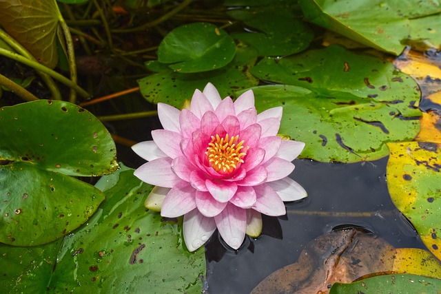 pond, outdoor pond, outdoor waterfall