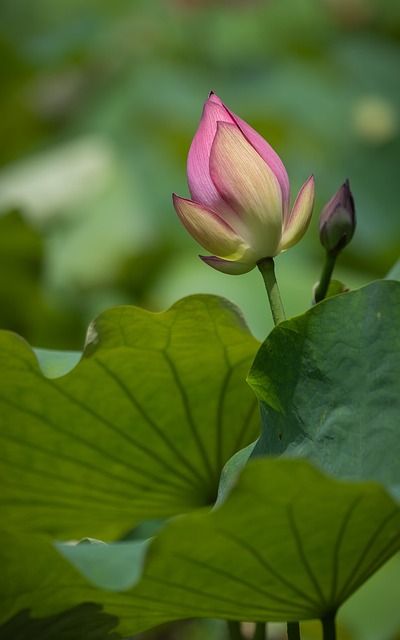 pond, outdoor pond, outdoor waterfall