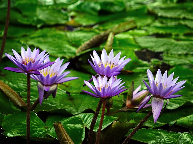 pond, outdoor pond, outdoor waterfall