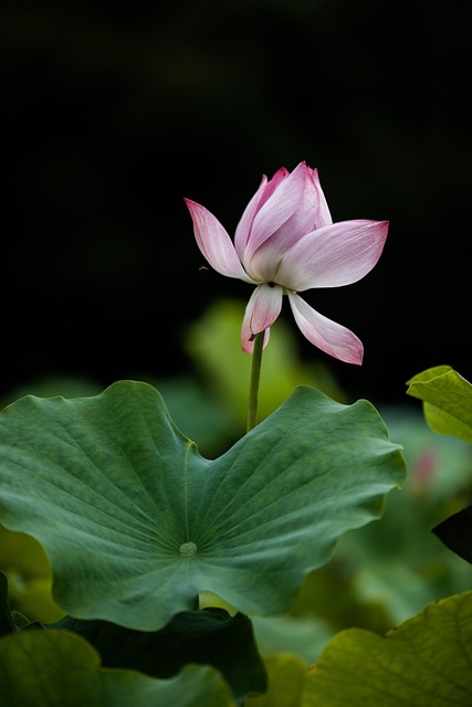 Crafting Personalized Water Features: Eco-Friendly Ponds for Unique Yards