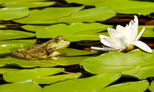 pond, outdoor pond, outdoor waterfall