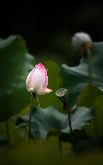 pond, outdoor pond, outdoor waterfall