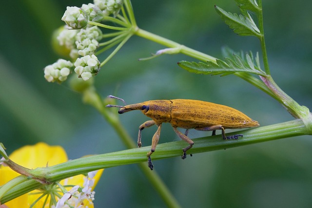 Commercial Beetle Control: Professional Services for Guaranteed Results