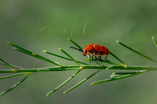 powderpost-beetle-beetle-640x480-22195863.jpeg