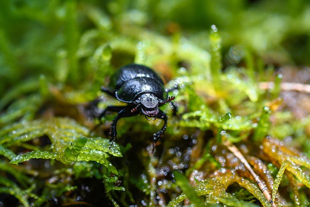powderpost-beetle-beetle-640x480-26409489.jpeg