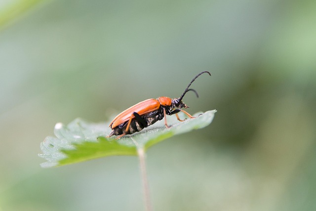 powderpost-beetle-beetle-640x480-83799843.jpeg