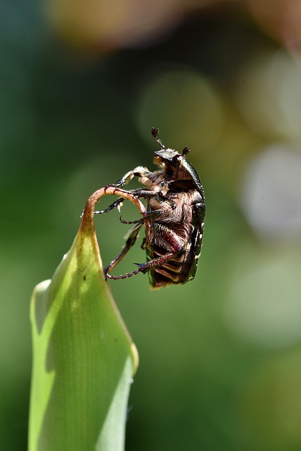 powderpost-beetle-beetle-640x480-96278406.jpeg