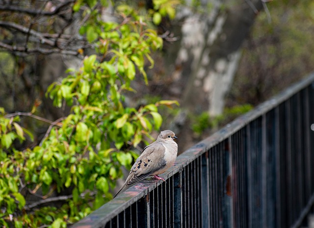 railing-640x480-17536011.jpeg