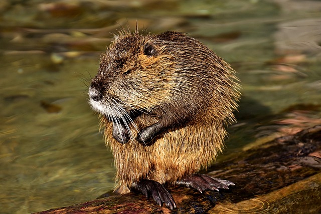 rat-640x480-143526.jpeg