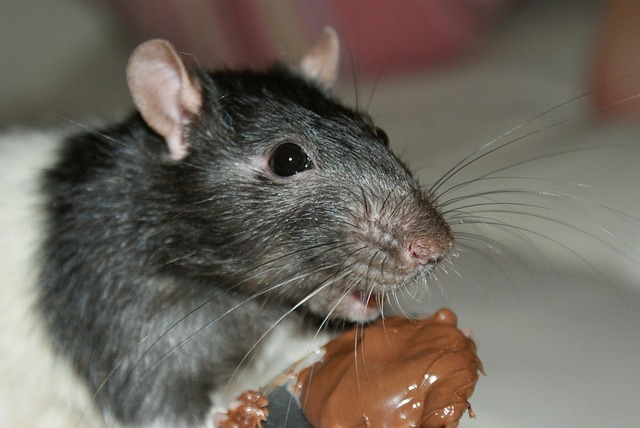 Eradicate Rats: Comprehensive Guide to Non-Chemical & Chemical Solutions