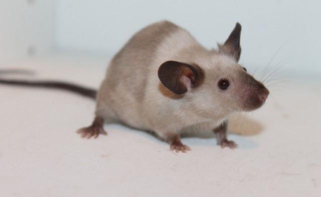 rat-640x480-51297849.jpeg