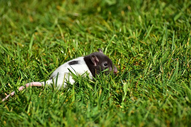 rat-640x480-71143890.jpeg