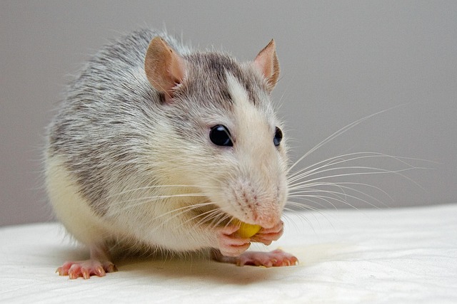 rat-640x480-77408349.jpeg