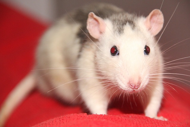 rat-640x480-80769594.jpeg