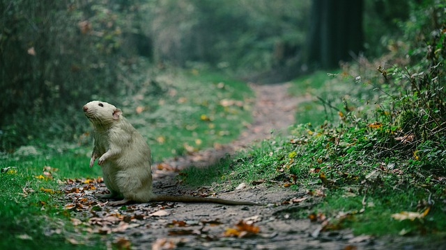 rat-640x480-91791838.jpeg