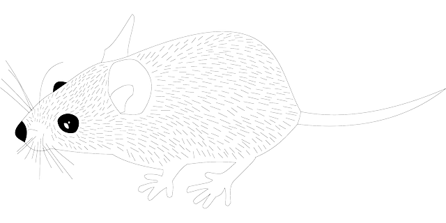 rat-640x480-97646693.png