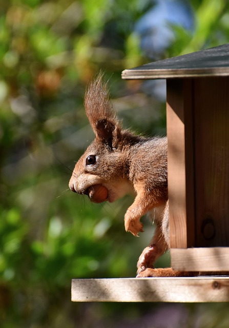 rodent-640x480-23372422.jpeg