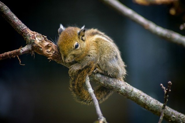 rodent-640x480-23475537.jpeg