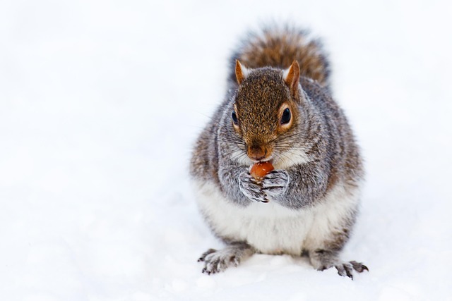 Eradicate Rodents: Expert Solutions for Comprehensive Infestation Control