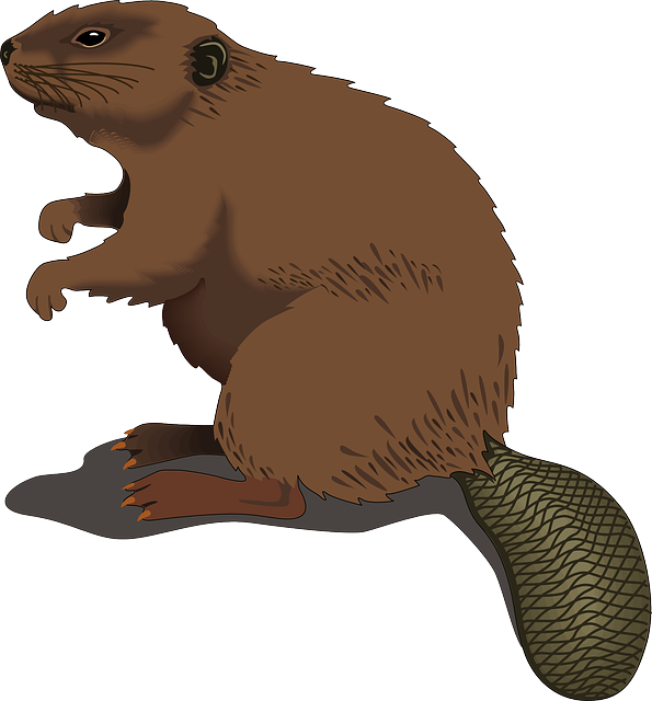 rodent-640x480-30577590.png