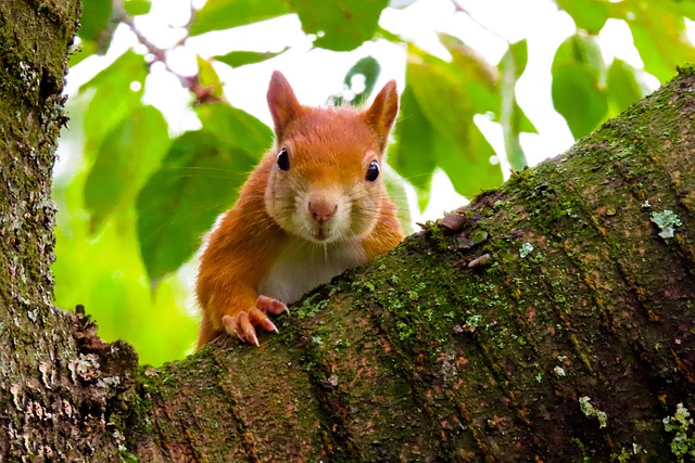 rodent-640x480-32483730.jpeg