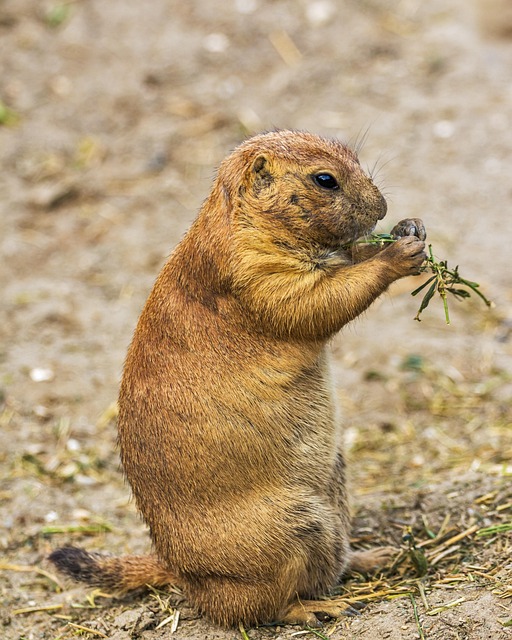 rodent-640x480-42832523.jpeg