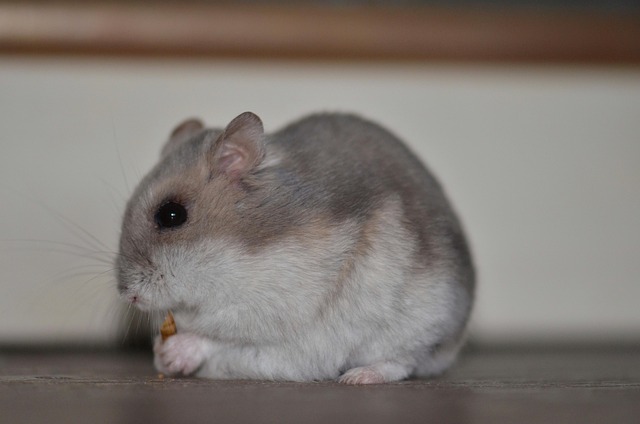 rodent-640x480-62196231.jpeg