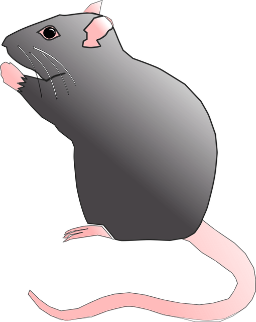 Customized Rodent Control Plans for Long-Term Protection