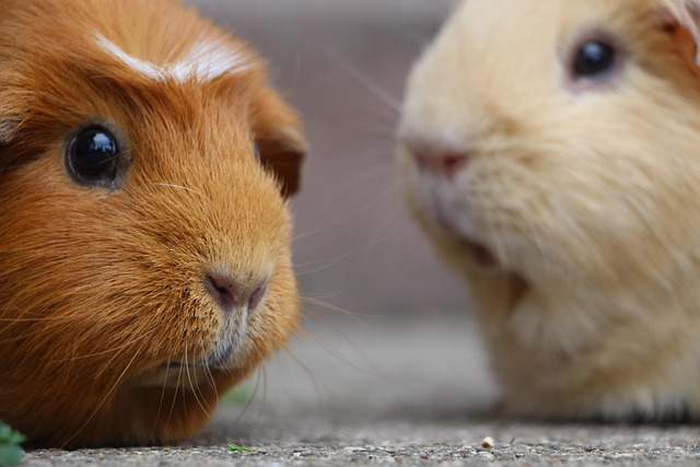 rodent-640x480-75962526.jpeg