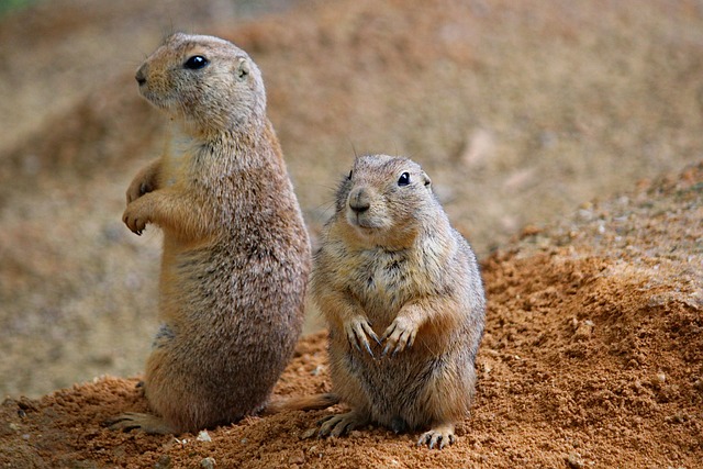 rodent-640x480-80046138.jpeg