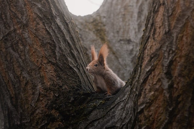 rodent-640x480-80641062.jpeg