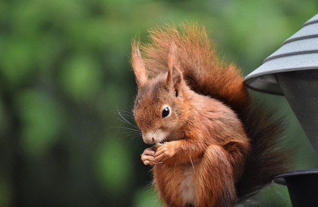 rodent-640x480-83381183.jpeg