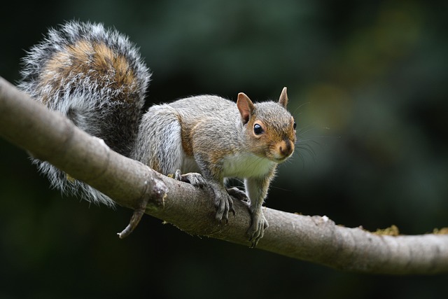 rodent-640x480-86852330.jpeg