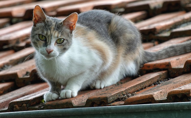 roof-640x480-47015848.jpeg