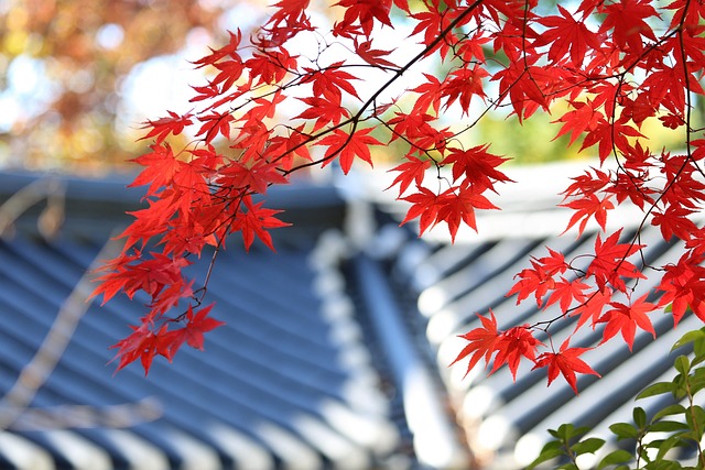 roof-640x480-47648303.jpeg