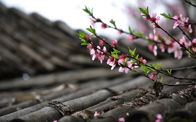 roof-640x480-91769047.jpeg
