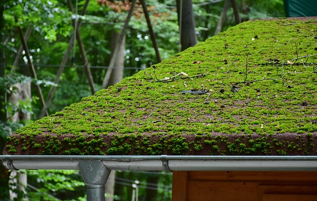 roof-house-roof-roofing-640x480-19069622.jpeg
