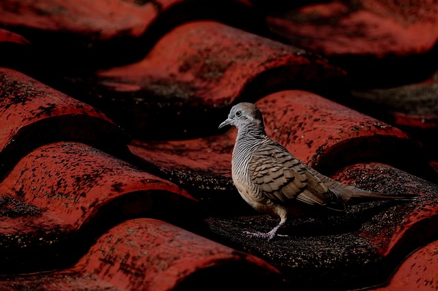 Professional Installation: Maximize Affordable Roofing’s Longevity