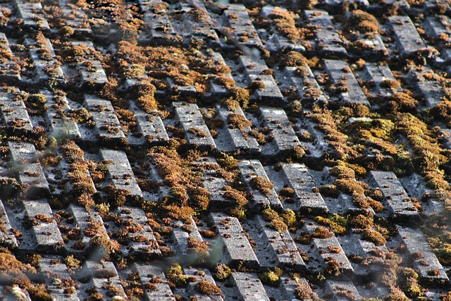 roof-roofing-house-roof-640x480-60738151.jpeg