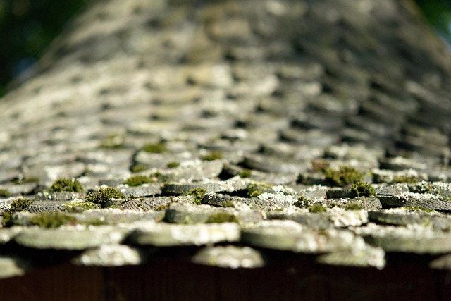 roof-roofing-shingle-roof-cedar-shake-640x480-79423401.jpeg