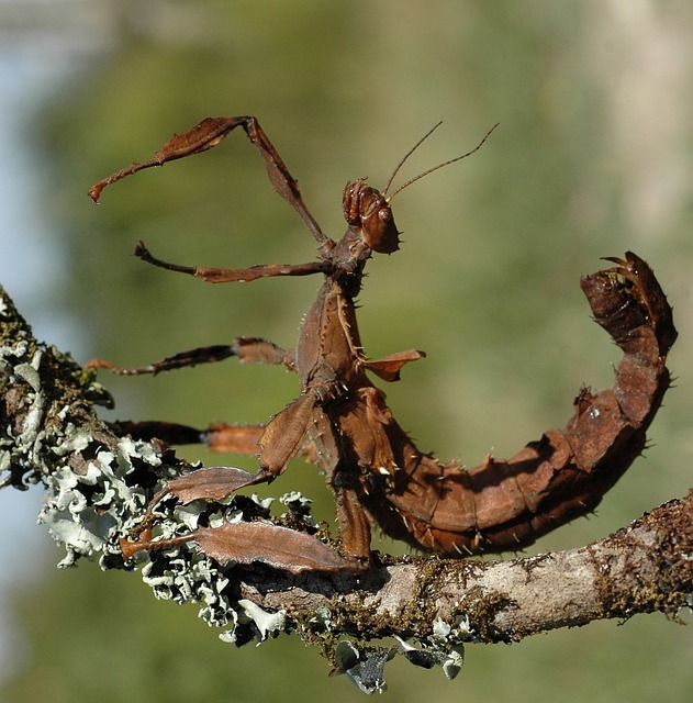 scorpion-640x480-45230955.jpeg