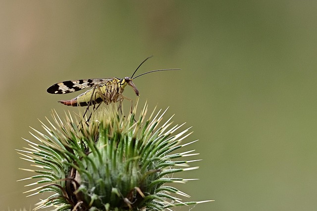 scorpion-640x480-51760812.jpeg