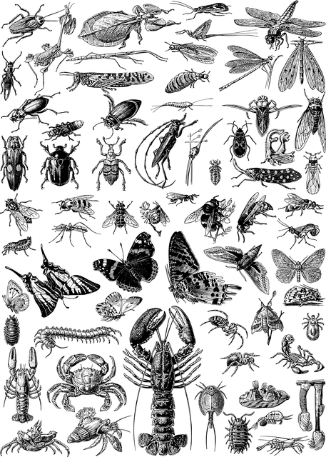 scorpion-640x480-55539835.png