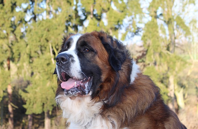 security-guard-640x480-17770537.jpeg