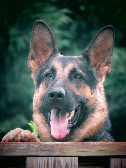 security-guard-640x480-22812834.jpeg