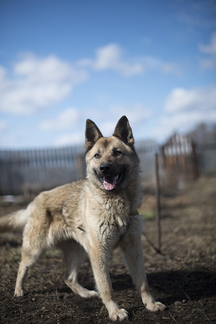 security-guard-640x480-31307301.jpeg