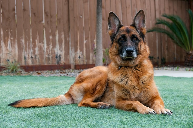 security-guard-640x480-35305289.jpeg
