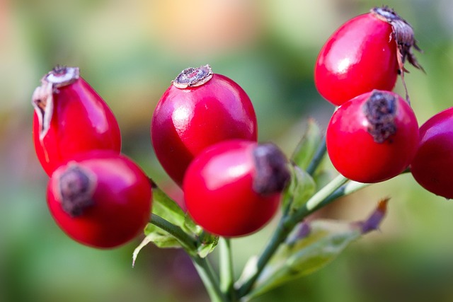 shrub