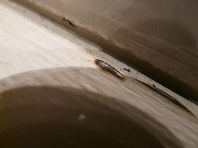 Targeted Treatments for Silverfish Infestations: Professional vs Eco-Friendly Solutions