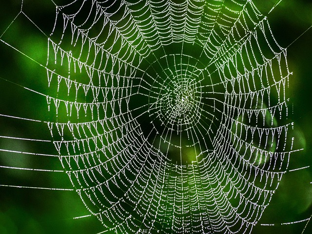 Comprehensive Spider Prevention: Expert Tips for Residential & Commercial Spaces